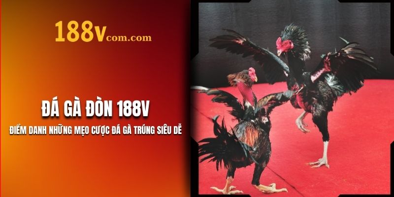 Đá Gà Đòn 188V - 3 Bí Kíp Phá Đảo Siêu Đỉnh!