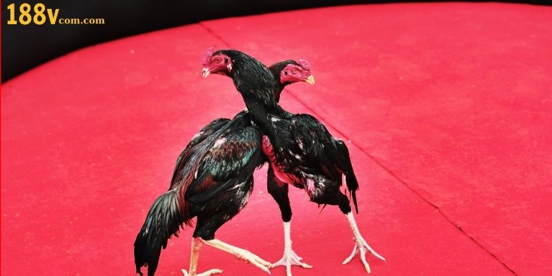 Tổng quan về siêu phẩm đá gà đòn tại thương hiệu