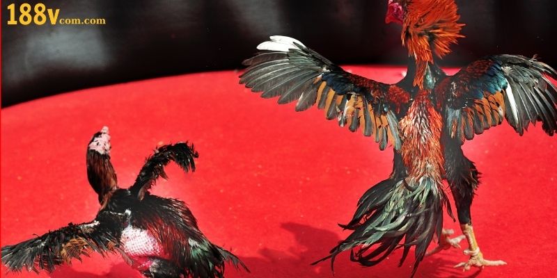 Giới thiệu 2 hình thức chọi gà đòn được ưa chuộng nhất