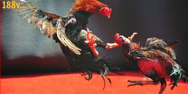 Điểm danh những mẹo cược đá gà trúng tiền tỷ siêu dễ