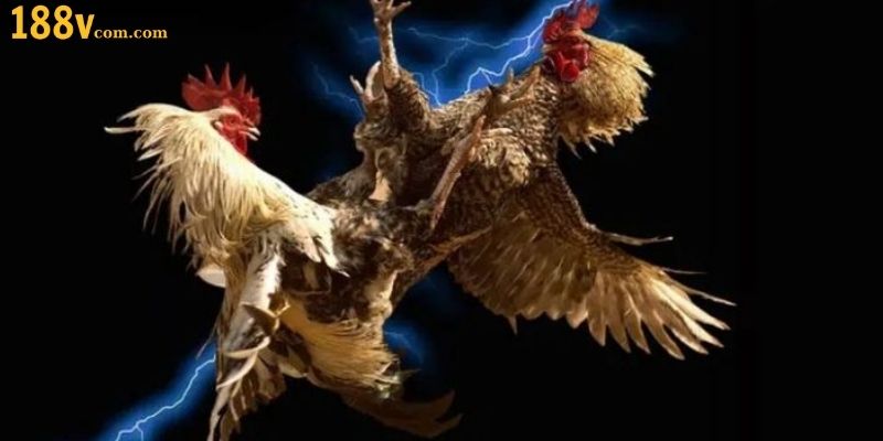 Tìm hiểu về đá gà 188V