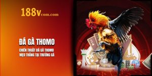 Chiến Thuật Đá Gà Thomo 188V - Mẹo Thắng Chi Tiết